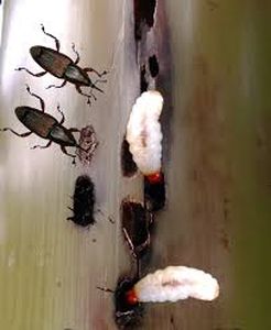 uploads/images/pest/stem borer.jpg